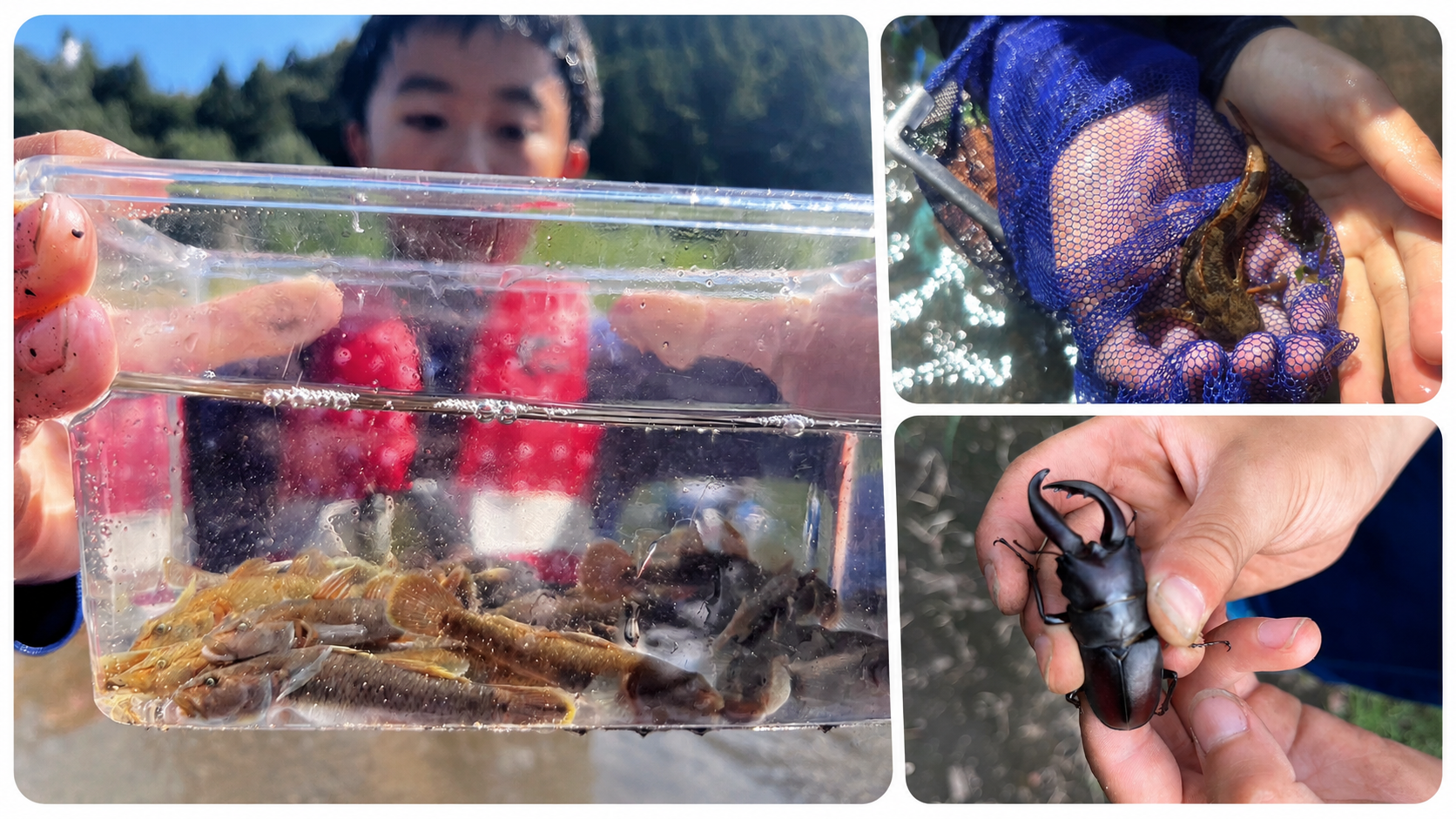 里山の生き物との出会い