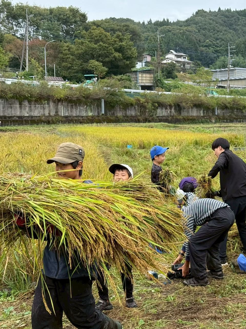 稲の束を手に、田んぼで稲刈りをする様子